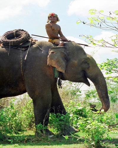 Elephant taming job of the M’Nong - ảnh 1